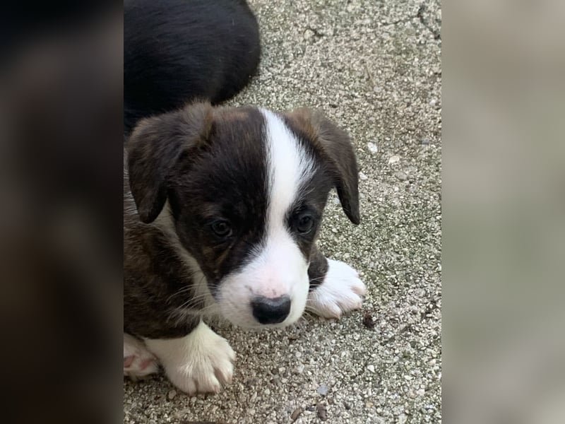 Welsh Corgi Cardigan puppies