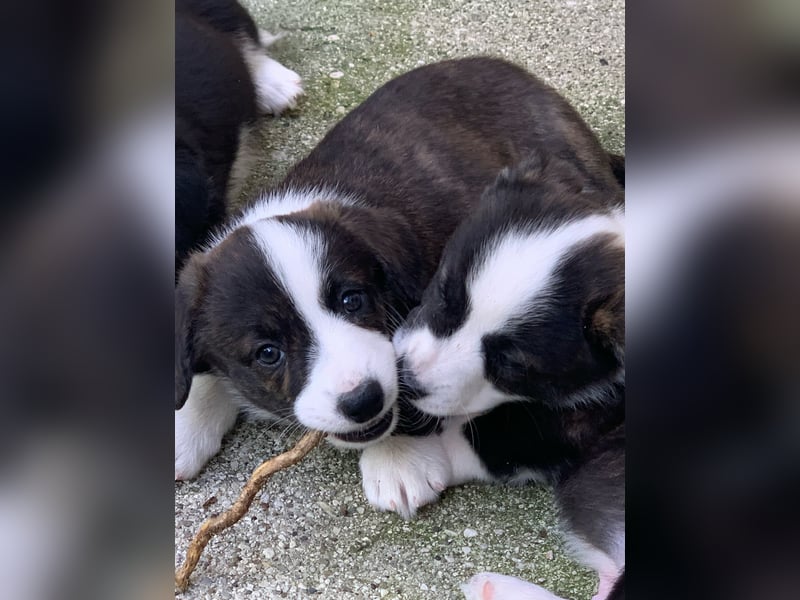 Welsh Corgi Cardigan puppies