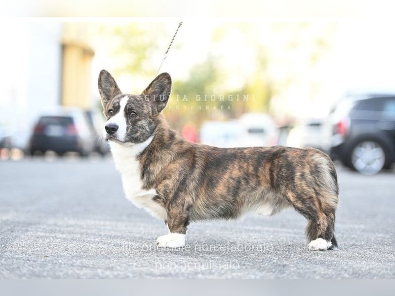 Welsh Corgi Cardigan puppies