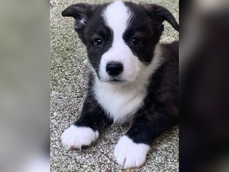 Welsh Corgi Cardigan puppies