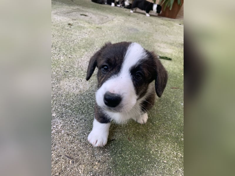 Welsh Corgi Cardigan puppies