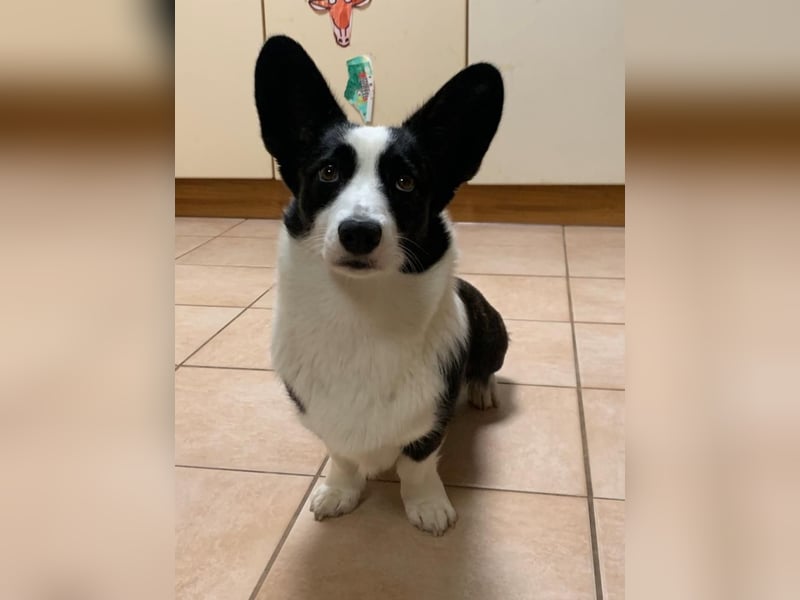 Welsh Corgi Cardigan puppies