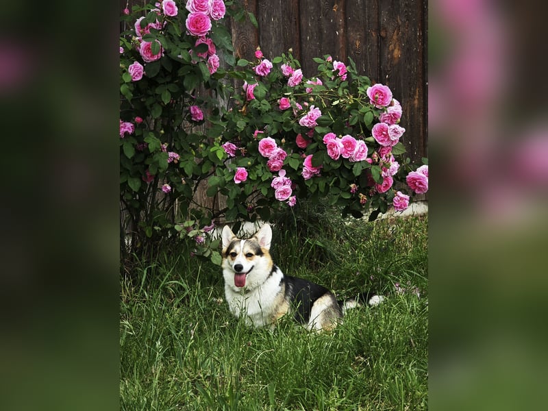 Wurfankündigung Welsh Corgi Pembroke