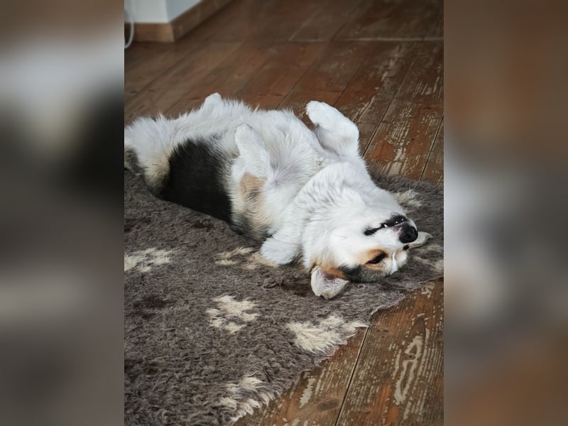 Wurfankündigung Welsh Corgi Pembroke