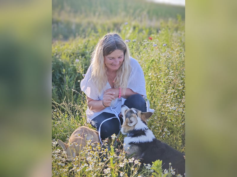 Wurfankündigung Welsh Corgi Pembroke