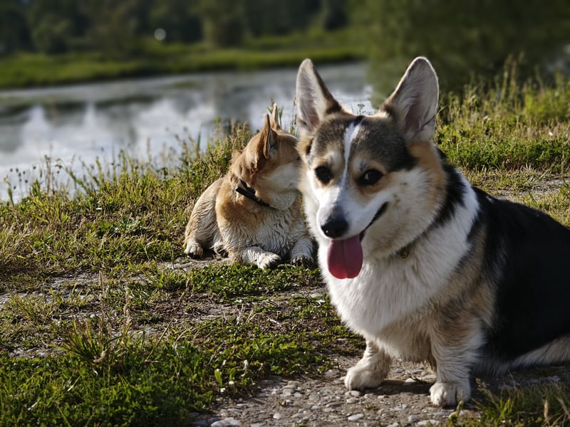 Wurfankündigung Welsh Corgi Pembroke
