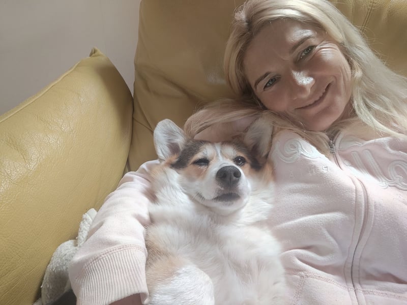 Wurfankündigung Welsh Corgi Pembroke