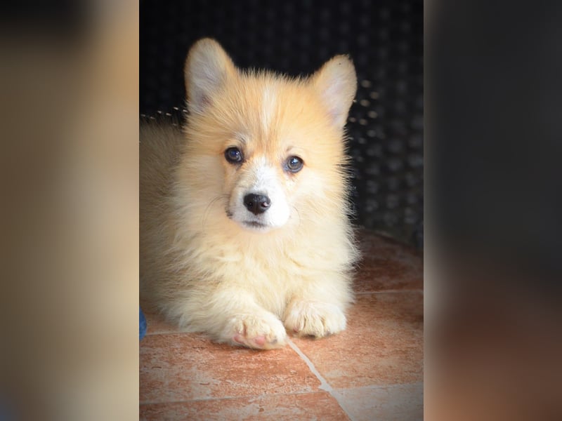 Welsh Corgi Pembroke Welpen