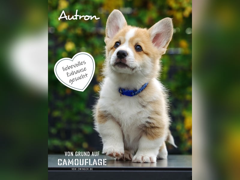 Kleines Herz auf kurzen Beinen - Corgi-Baby sucht ein Zuhause