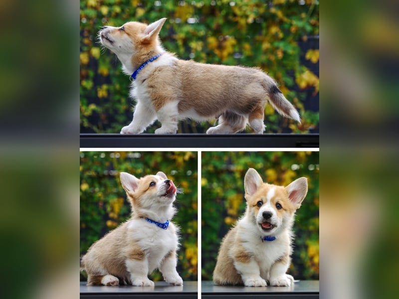 Kleines Herz auf kurzen Beinen - Corgi-Baby sucht ein Zuhause