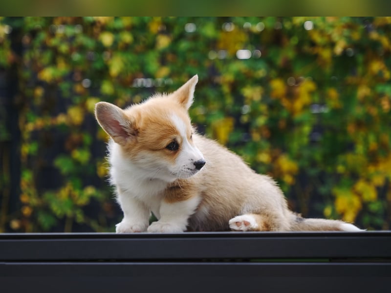 Kleines Herz auf kurzen Beinen - Corgi-Baby sucht ein Zuhause