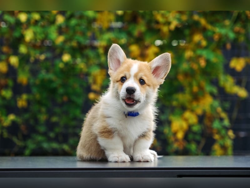 Kleines Herz auf kurzen Beinen - Corgi-Baby sucht ein Zuhause
