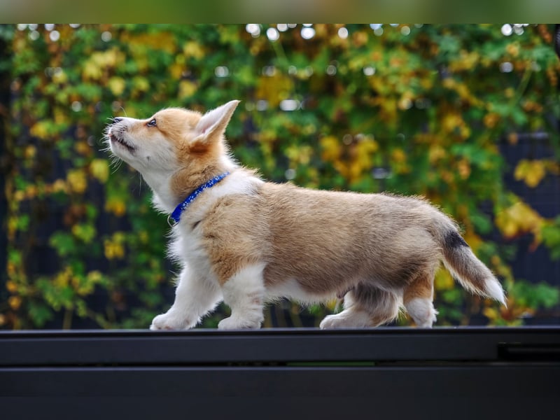 Kleines Herz auf kurzen Beinen - Corgi-Baby sucht ein Zuhause