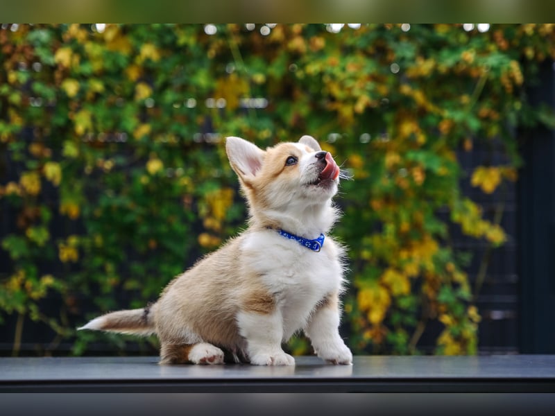 Kleines Herz auf kurzen Beinen - Corgi-Baby sucht ein Zuhause