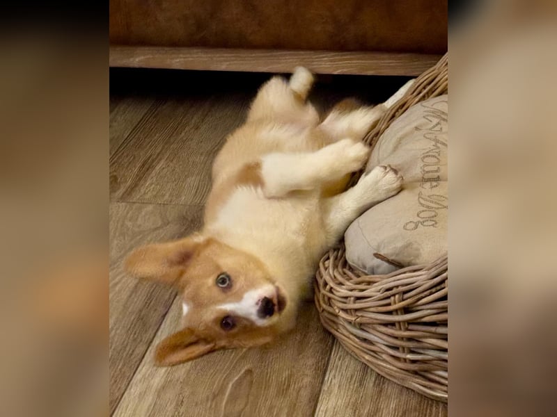 Welsh Corgie