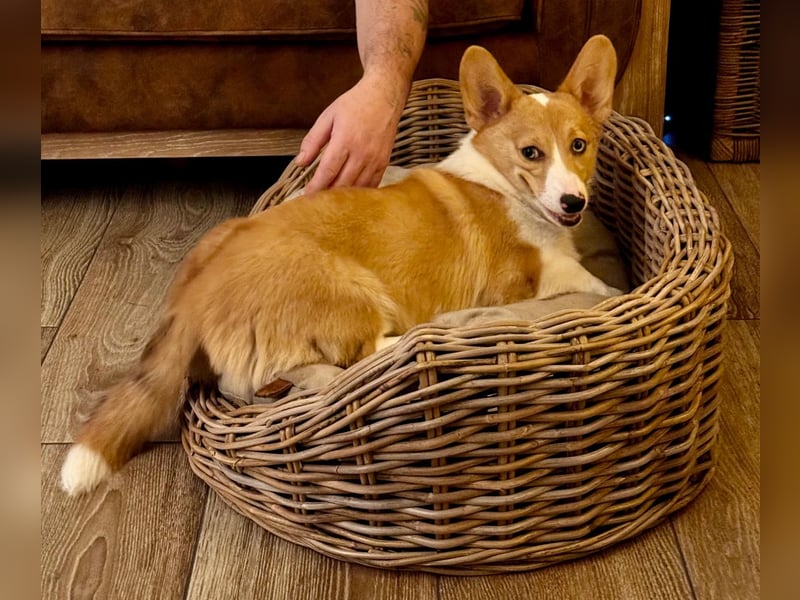 Welsh Corgie