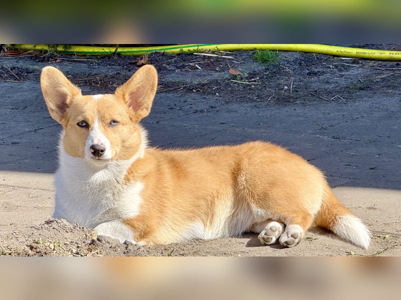 Welsh Corgie