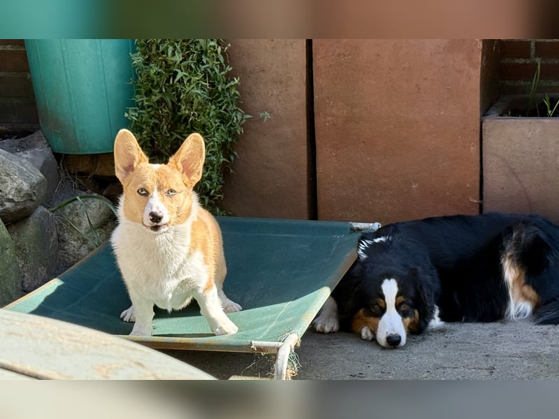 Welsh Corgie