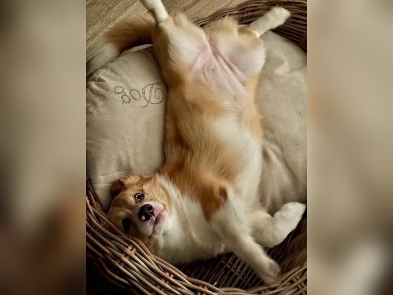 Welsh Corgie