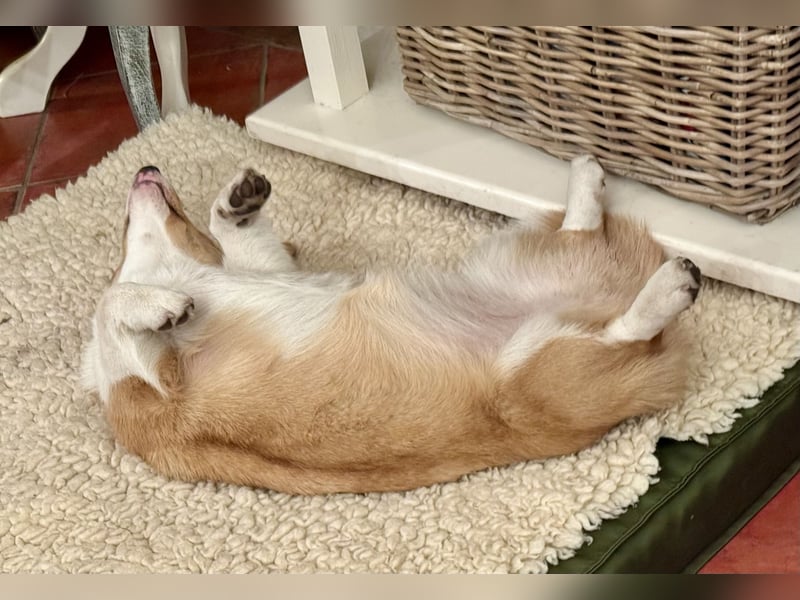 Welsh Corgie