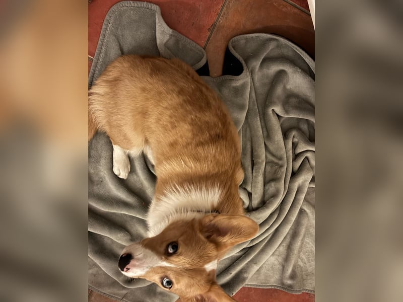 Welsh Corgie