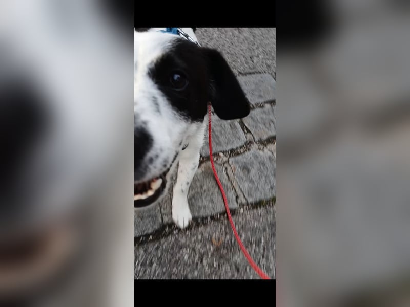 Josie sucht Herzensmensch fürs Leben
