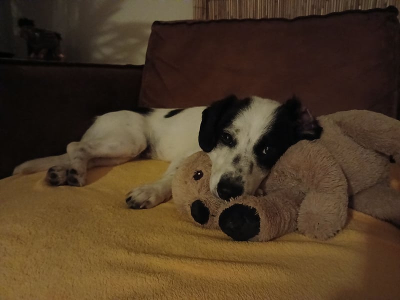 Josie sucht Herzensmensch fürs Leben