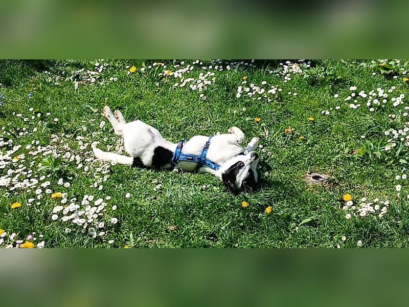 Josie sucht Herzensmensch fürs Leben