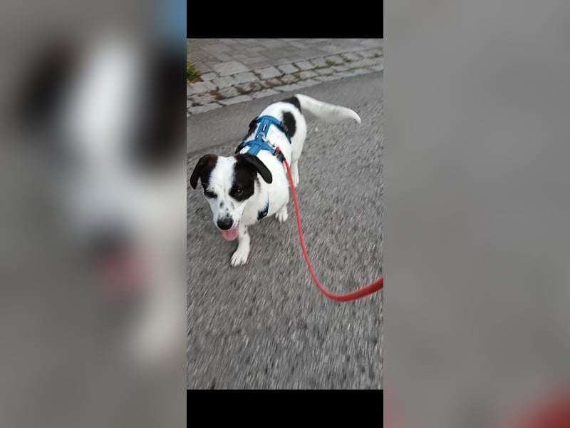 Josie sucht Herzensmensch fürs Leben