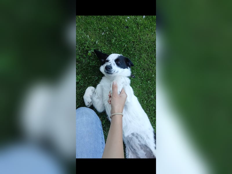 Josie sucht Herzensmensch fürs Leben