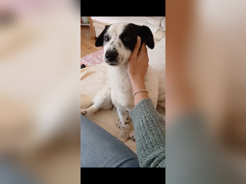 Josie sucht Herzensmensch fürs Leben