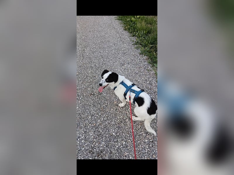 Josie sucht Herzensmensch fürs Leben