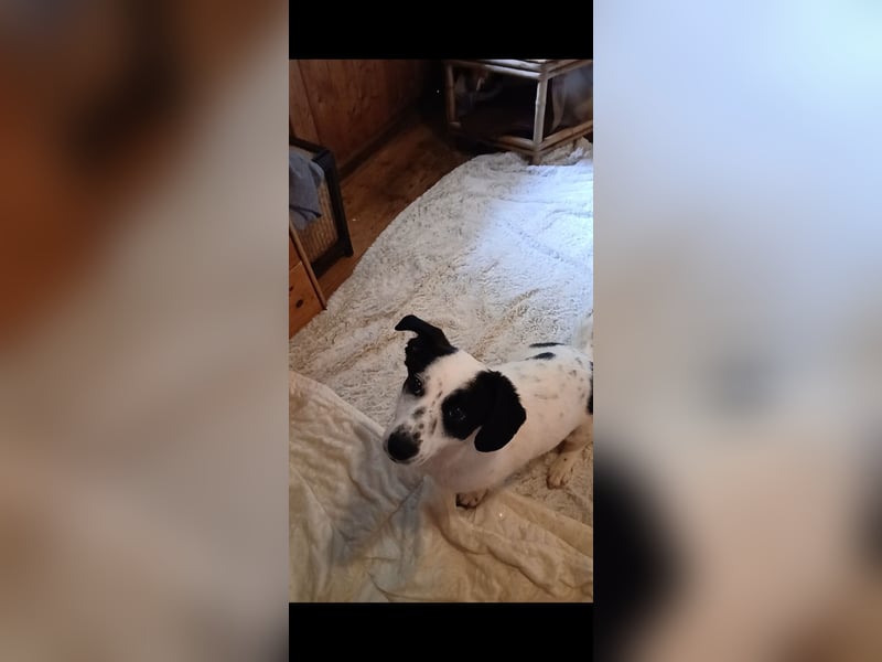 Josie sucht Herzensmensch fürs Leben