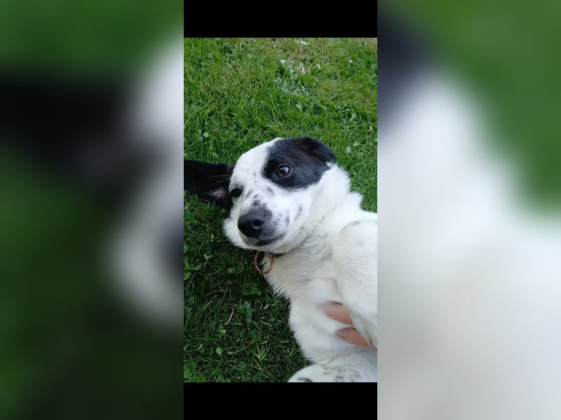 Josie sucht Herzensmensch fürs Leben