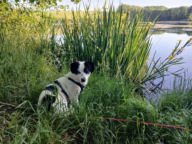 Josie sucht Herzensmensch fürs Leben