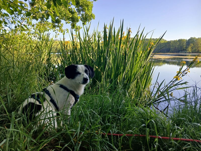 Josie sucht Herzensmensch fürs Leben