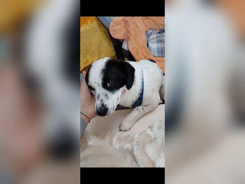 Josie sucht Herzensmensch fürs Leben