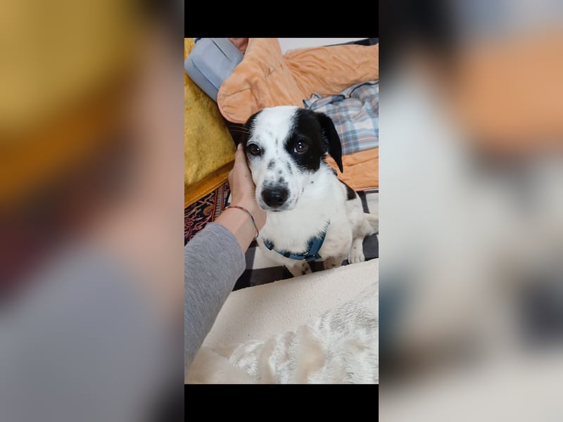 Josie sucht Herzensmensch fürs Leben