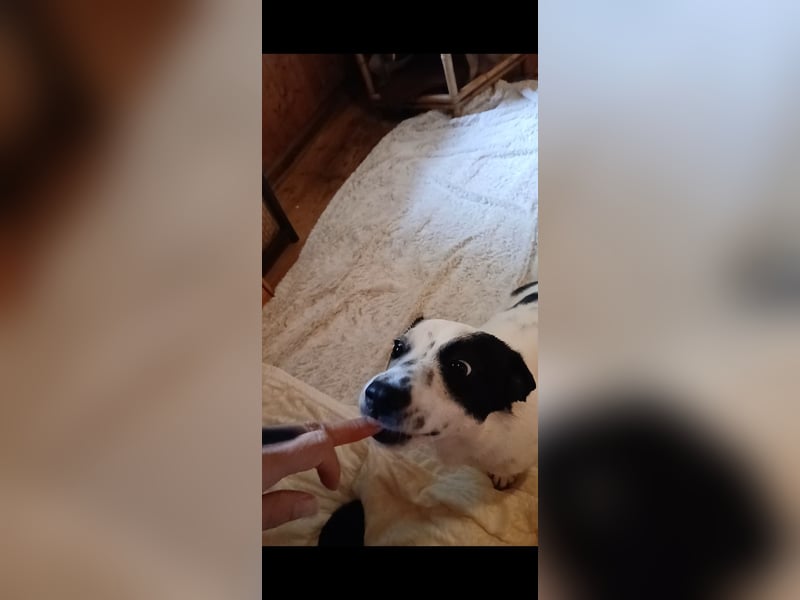 Josie sucht Herzensmensch fürs Leben