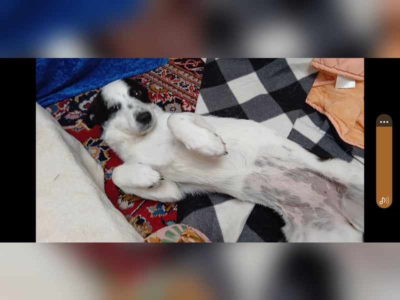 Josie sucht Herzensmensch fürs Leben