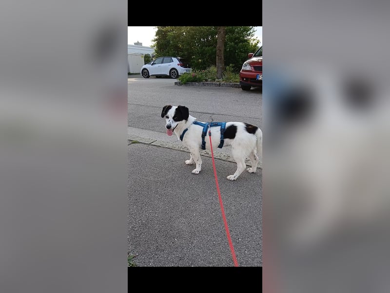 Josie sucht Herzensmensch fürs Leben