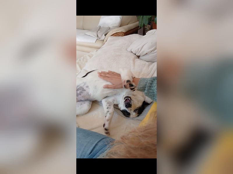 Josie sucht Herzensmensch fürs Leben