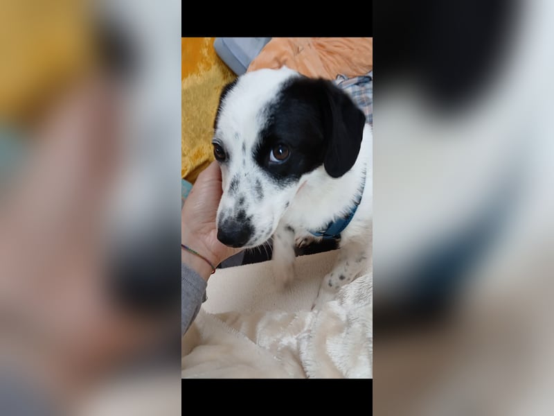 Josie sucht Herzensmensch fürs Leben