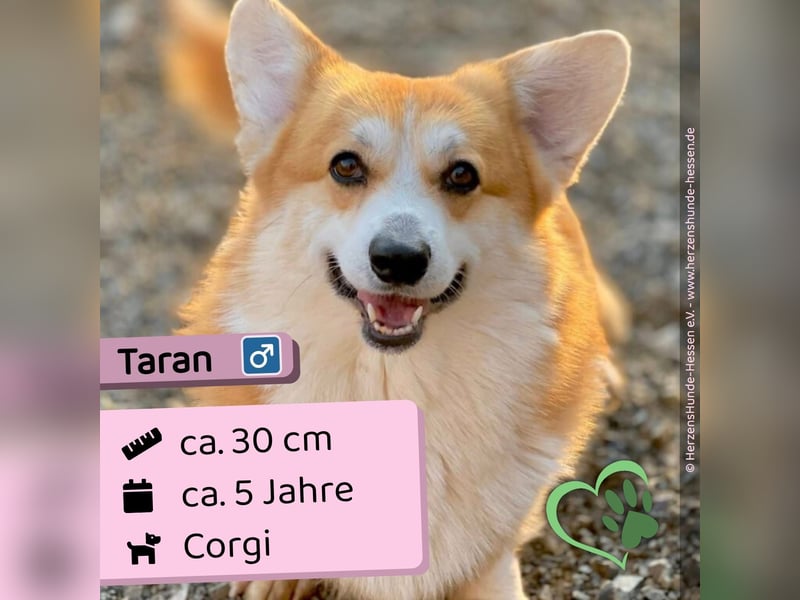 Taran