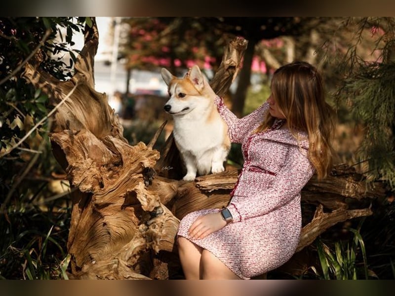 Hochprämierter Welsh Corgi Pembroke Zuchtrüde
