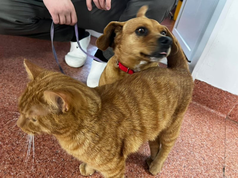 Lady katzenverträglich