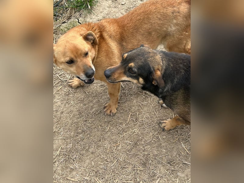 Bobo - kleiner Schatz