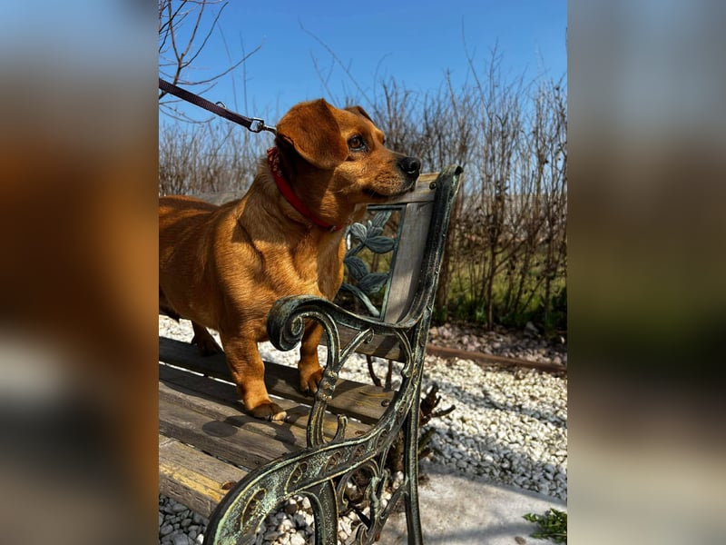 Lady katzenverträglich