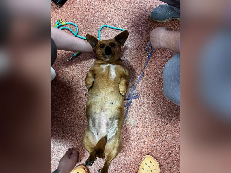 Lady katzenverträglich