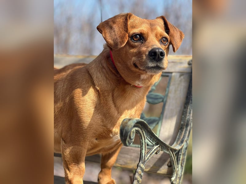 Lady katzenverträglich